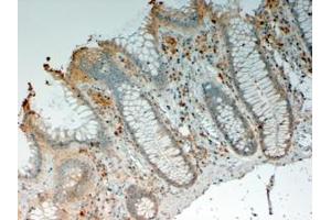 ABIN190760 (4µg/ml) staining of paraffin embedded Human Colon.