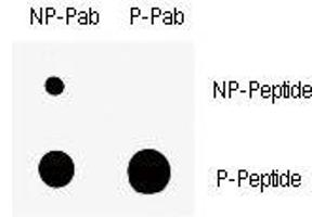 Dot blot analysis of nonphos (NP) and phospho-Wee1 antibody (P). (WEE1 anticorps  (pSer123))