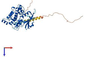 AlphaFold protein structure predicition of Human Recombinant DAPK2 Protein, UniprotID Q9UIK4