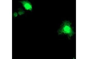 Immunofluorescence (IF) image for anti-Activating Signal Cointegrator 1 Complex Subunit 1 (ASCC1) antibody (ABIN1496741) (ASCC1 anticorps)