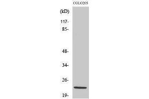 Western Blotting (WB) image for anti-NADH Dehydrogenase (Ubiquinone) 1 beta Subcomplex, 10, 22kDa (NDUFB10) (Internal Region) antibody (ABIN6283806)