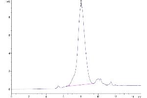 The purity of Mouse Galectin 3 is greater than 95 % as determined by SEC-HPLC.