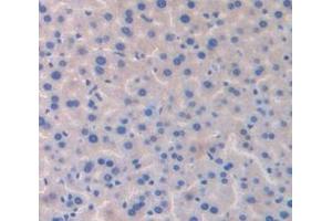 IHC-P analysis of Mouse Tissue, with DAB staining. (GDF6 anticorps  (AA 339-454))
