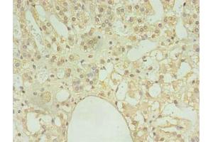 Immunohistochemistry of paraffin-embedded human adrenal gland tissue using ABIN7148009 at dilution of 1:100 (COPB1 anticorps  (AA 2-200))