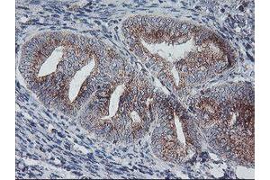 Image no. 7 for anti-Archain 1 (ARCN1) antibody (ABIN1497571)