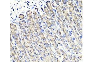 Immunohistochemistry of paraffin-embedded Mouse stomach using MAPKBP1 Polyclonal Antibody at dilution of 1:100 (40x lens). (MAPKBP1 anticorps)