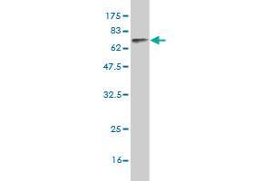 Western Blot detection against Immunogen (74.