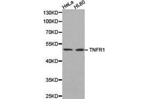 Western Blotting (WB) image for anti-Tumor Necrosis Factor Receptor Superfamily, Member 1A (TNFRSF1A) antibody (ABIN1875132) (TNFRSF1A anticorps)