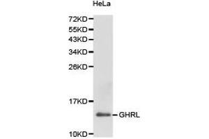 Western Blotting (WB) image for anti-Ghrelin (GHRL) antibody (ABIN1872813) (Ghrelin anticorps)