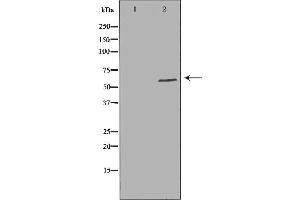 Western blot analysis of extracts of Hela , using SCARB1 antibody. (SCARB1 anticorps  (Internal Region))