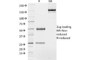 SDS-PAGE Analysis of Purified TCF4 Mouse Monoclonal Antibody (TCF4/1705). (TCF4 anticorps  (AA 365-671))
