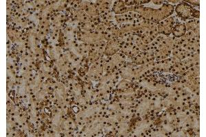 ABIN6256486 and ABIN6274031 at 1/100 staining Mouse kidney tissue by IHC-P. (Histone H1.3 anticorps  (pThr18))