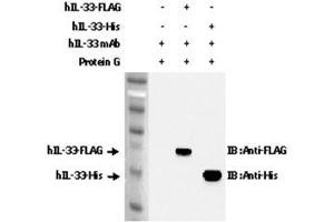Immunoprecipitation of recombinant hIL-33 proteins using anti-IL-33 (human), mAb (IL33305B) .
