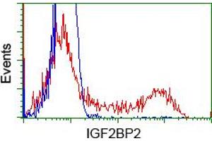 Image no. 7 for anti-Insulin-Like Growth Factor 2 mRNA Binding Protein 2 (IGF2BP2) antibody (ABIN1498822) (IGF2BP2 anticorps)