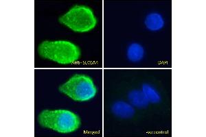 ABIN940565 Immunofluorescence analysis of paraformaldehyde fixed HepG2 cells, permeabilized with 0. (SLC6A4 anticorps  (AA 605-618))