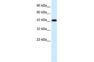 WB Suggested Anti-C19ORF6 Antibody Titration:  1. (Membralin anticorps  (Middle Region))