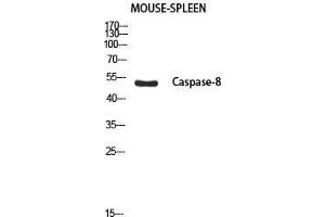 Western Blot (WB) analysis of Mouse Spleen using Cleaved-Caspase-8 p18 (S217) antibody. (Caspase-8 p18 anticorps  (cleaved, Ser217))