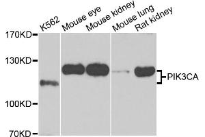 Western blot analysis of extracts of various cell lines, using PIK3CA antibody (ABIN5970095) at 1/1000 dilution. (PIK3CA anticorps)