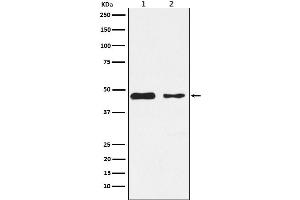 Western blot analysis of PDK2 expression in (1) SH-SY5Y cell lysate, (2) Mouse heart lysate.