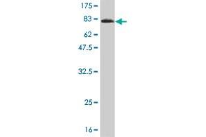 Western Blot detection against Immunogen (87.