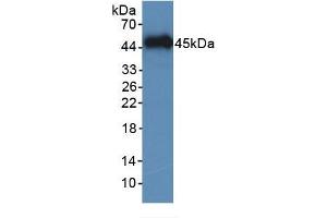 Rabbit Detection antibody from the kit in WB with Positive Control: Sample Human serum.
