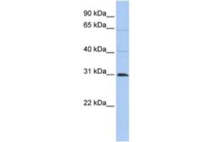 Western Blotting (WB) image for anti-Chromosome 10 Open Reading Frame 184 (C1ORF184) antibody (ABIN2463919) (METTL11B anticorps)