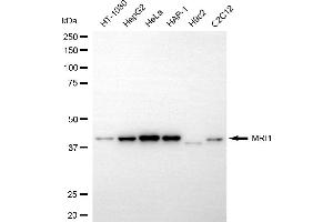 Western blotting analysis using MRI1 antibody (ABIN7799398). (MRI1 anticorps)