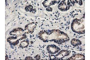 Image no. 1 for anti-Sepiapterin Reductase (SPR) antibody (ABIN1501111)