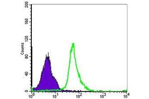 Flow cytometric analysis of MCF-7 cells using NFKB1 mouse mAb (green) and negative control (purple).