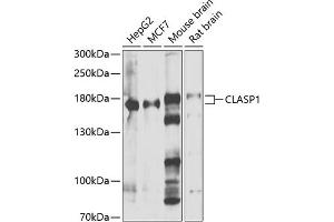 Western blot analysis of extracts of various cell lines, using CL antibody (ABIN6127635, ABIN6138659, ABIN6138660 and ABIN6222880) at 1:1000 dilution. (CLASP1 anticorps  (AA 1389-1538))