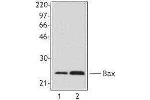 Western Blotting (WB) image for anti-BCL2-Associated X Protein (BAX) antibody (ABIN2666258) (BAX anticorps)