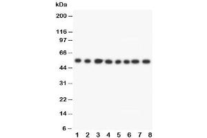Western blot testing of Lipoamide Dehydrogenase antibody and Lane 1:  rat liver (DLD anticorps  (C-Term))