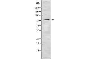 Western blot analysis of Prestin using HuvEc whole cell lysates