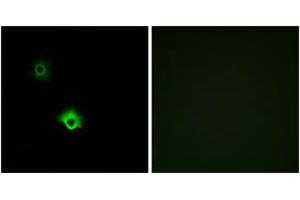 Immunofluorescence analysis of A549 cells, using GALR3 Antibody. (GALR3 anticorps  (AA 291-340))