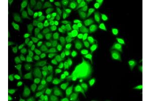 Immunofluorescence (IF) image for anti-Histone Acetyltransferase 1 (HAT1) antibody (ABIN1882320) (HAT1 anticorps)
