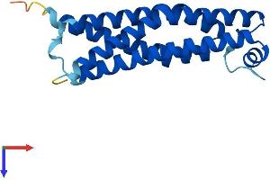 AlphaFold protein structure predicition of Mouse Recombinant Tmem205 Protein, UniprotID Q91XE8