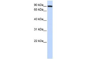 WB Suggested Anti-TFR2 Antibody Titration:  0. (Transferrin Receptor 2 anticorps  (N-Term))