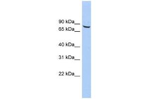 ACCN4 antibody used at 1 ug/ml to detect target protein. (ACCN4 anticorps  (Middle Region))