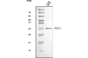 Western blot analysis of FGF11 using anti-FGF11 antibody (ABIN7599809).
