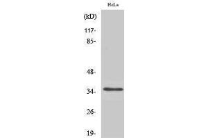 Western Blotting (WB) image for anti-Olfactory Receptor, Family 52, Subfamily A, Member 1 (OR52A1) (Internal Region) antibody (ABIN3186125) (OR52A1 anticorps  (Internal Region))