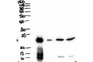 ABIN1590136 (2µg/ml) staining of secretions from Human primary airway cells in culture (lanes 1 and 2), and in Human Bronchoalveolar Lavage fluid (lanes 3 and 4) . (BPIFA1 anticorps  (Internal Region))