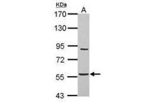 Image no. 2 for anti-Abhydrolase Domain Containing 16A (ABHD16A) (AA 14-261) antibody (ABIN1496390) (BAT5 anticorps  (AA 14-261))