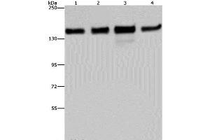 Western Blot analysis of 293T, Hela, A172 and A549 cell using GOLGA2 Polyclonal Antibody at dilution of 1:600 (Golgin A2 (GOLGA2) anticorps)