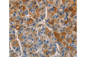 Immunohistochemistry (IHC) image for anti-Cystatin S (CST4) antibody (ABIN2429467) (CST4 anticorps)