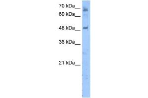 LENG4 antibody used at 5 ug/ml to detect target protein. (MBOAT7 anticorps  (C-Term))