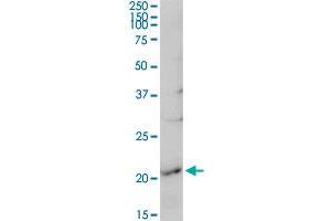 RGS5 MaxPab rabbit polyclonal antibody.