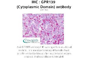 Image no. 2 for anti-G Protein-Coupled Receptor 139 (GPR139) (3rd Cytoplasmic Domain) antibody (ABIN1734944) (GPR139 anticorps  (3rd Cytoplasmic Domain))