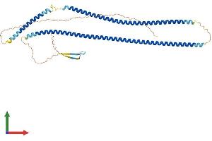 AlphaFold protein structure predicition of Mouse Recombinant Krt27 Protein, UniprotID Q9Z320