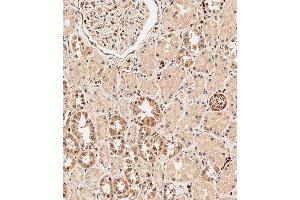 Immunohistochemical analysis of paraffin-embedded human kidney tissue using B performed on the Leica® BOND RXm.