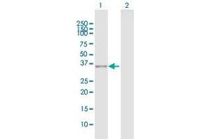 Western Blot analysis of CDK5 expression in transfected 293T cell line by CDK5 MaxPab polyclonal antibody.